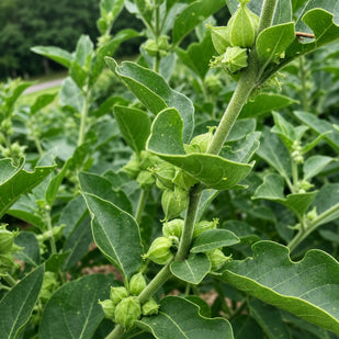 ASHWAGANDHA