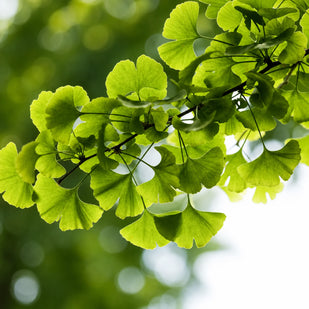 GINKGO BILOBA