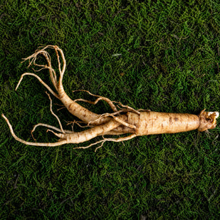 GINSENG
