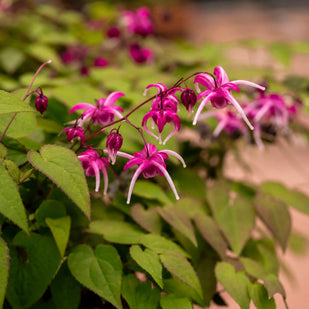 HORNY GOAT WEED (ICARIIN)