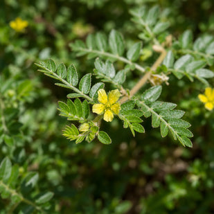 TRIBULUS TERRESTRIS